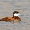 Ruddy Duck